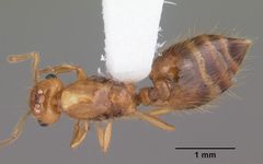 Crematogaster minutissima casent0103788 dorsal 1 by April Nobile. Used under a CC BY 4.0 license.