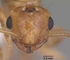 Crematogaster minutissima casent0103788 head 1 by April Nobile. Used under a CC BY 4.0 license.