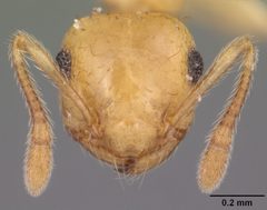 Crematogaster minutissima casent0103789 head 1 by April Nobile. Used under a CC BY 4.0 license.