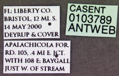 Crematogaster minutissima casent0103789 label 1 by April Nobile. Used under a CC BY 4.0 license.