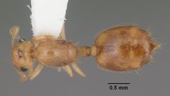 Crematogaster minutissima casent0103791 dorsal 1 by April Nobile. Used under a CC BY 4.0 license.