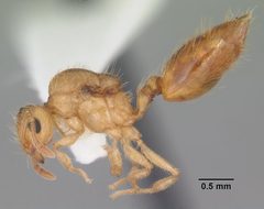 Crematogaster minutissima casent0103791 profile 1 by April Nobile. Used under a CC BY 4.0 license.
