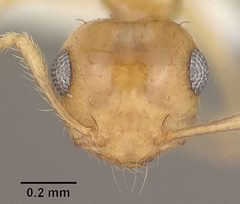 Crematogaster minutissima smithi casent0102833 head 1 by Jen Fogarty. Used under a CC BY 4.0 license.