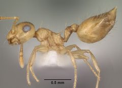Crematogaster minutissima smithi casent0102833 profile 1 by Jen Fogarty. Used under a CC BY 4.0 license.