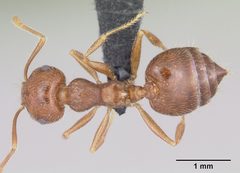 Crematogaster navajoa casent0064826 dorsal 1 by April Nobile. Used under a CC BY 4.0 license.