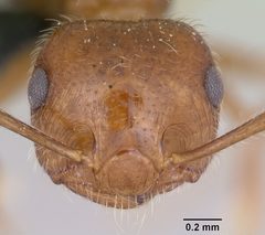 Crematogaster navajoa casent0064826 head 1 by April Nobile. Used under a CC BY 4.0 license.