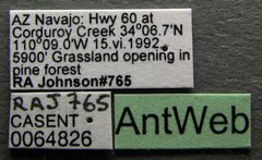 Crematogaster navajoa casent0064826 label 1 by April Nobile. Used under a CC BY 4.0 license.