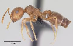 Crematogaster navajoa casent0064826 profile 1 by April Nobile. Used under a CC BY 4.0 license.