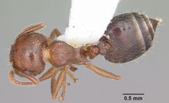 Crematogaster navajoa casent0104691 dorsal 1 by April Nobile. Used under a CC BY 4.0 license.