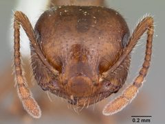 Crematogaster navajoa casent0104691 head 1 by April Nobile. Used under a CC BY 4.0 license.