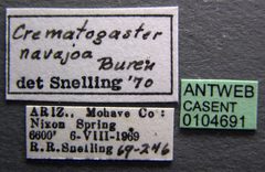 Crematogaster navajoa casent0104691 label 1 by April Nobile. Used under a CC BY 4.0 license.