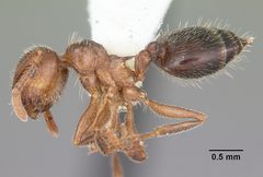Crematogaster navajoa casent0104691 profile 1 by April Nobile. Used under a CC BY 4.0 license.