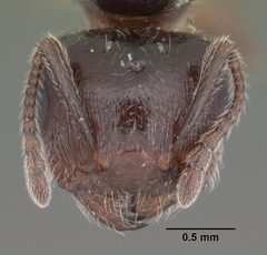 Crematogaster pilosa casent0103803 head 1 by April Nobile. Used under a CC BY 4.0 license.