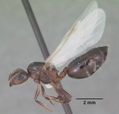 Crematogaster pilosa casent0103803 profile 2 by April Nobile. Used under a CC BY 4.0 license.