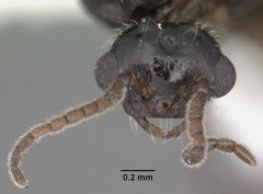 Crematogaster pilosa casent0103804 head 1 by April Nobile. Used under a CC BY 4.0 license.