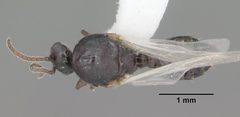 Crematogaster pilosa casent0103804 profile 2 by April Nobile. Used under a CC BY 4.0 license.