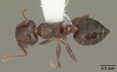 Crematogaster pilosa casent0103806 dorsal 1 by April Nobile. Used under a CC BY 4.0 license.