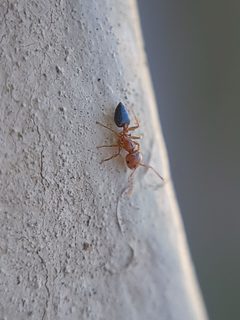 Crematogaster pinicola 180668970 by Theo Summer. Used under a CC BY 4.0 license.