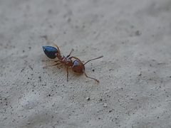 Crematogaster pinicola 180669043 by Theo Summer. Used under a CC BY 4.0 license.