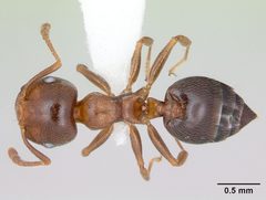 Crematogaster pinicola casent0172943 dorsal 1 by April Nobile. Used under a CC BY 4.0 license.
