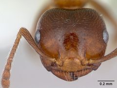 Crematogaster pinicola casent0172943 head 1 by April Nobile. Used under a CC BY 4.0 license.