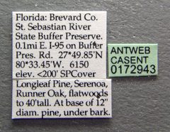 Crematogaster pinicola casent0172943 label 1 by April Nobile. Used under a CC BY 4.0 license.