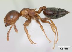 Crematogaster pinicola casent0172943 profile 1 by April Nobile. Used under a CC BY 4.0 license.