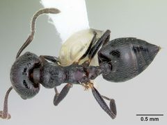Crematogaster rifelna casent0103516 dorsal 1 by April Nobile. Used under a CC BY 4.0 license.