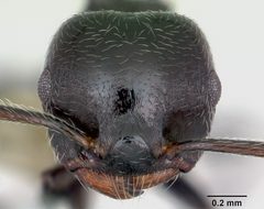 Crematogaster rifelna casent0103516 head 1 by April Nobile. Used under a CC BY 4.0 license.