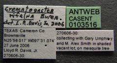 Crematogaster rifelna casent0103516 label 1 by April Nobile. Used under a CC BY 4.0 license.