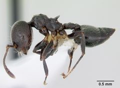 Crematogaster rifelna casent0103516 profile 1 by April Nobile. Used under a CC BY 4.0 license.