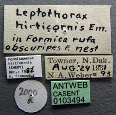Formicoxenus hirticornis casent0103494 label 1 by April Nobile. Used under a CC BY 4.0 license.