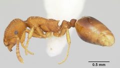 Formicoxenus hirticornis casent0103494 profile 1 by April Nobile. Used under a CC BY 4.0 license.