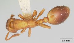 Formicoxenus hirticornis casent0105759 dorsal 1 by April Nobile. Used under a CC BY 4.0 license.