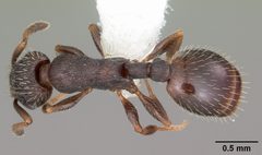 Leptothorax crassipilis casent0104820 dorsal 1 by April Nobile. Used under a CC BY 4.0 license.
