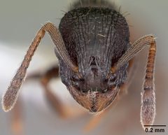 Leptothorax crassipilis casent0104820 head 1 by April Nobile. Used under a CC BY 4.0 license.
