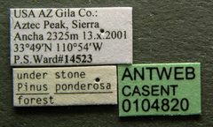 Leptothorax crassipilis casent0104820 label 1 by April Nobile. Used under a CC BY 4.0 license.