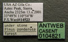 Leptothorax crassipilis casent0104821 label 1 by April Nobile. Used under a CC BY 4.0 license.