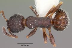 Leptothorax sphagnicola casent0104801 dorsal 1 by April Nobile. Used under a CC BY 4.0 license.