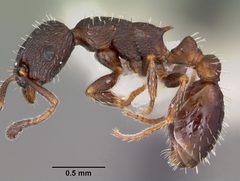 Leptothorax sphagnicola casent0104801 profile 1 by April Nobile. Used under a CC BY 4.0 license.