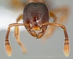 Myrmecina americana casent0005696 head 1 by wikipedia. Used under a CC BY 4.0 license.