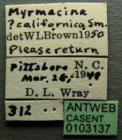 Myrmecina americana casent0103137 label 1 by April Nobile. Used under a CC BY 4.0 license.
