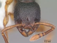 Myrmecina americana casent0104118 head 1 by April Nobile. Used under a CC BY 4.0 license.