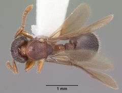 Myrmecina americana casent0104119 dorsal 1 by April Nobile. Used under a CC BY 4.0 license.
