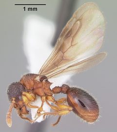 Myrmecina americana casent0104119 profile 2 by April Nobile. Used under a CC BY 4.0 license.