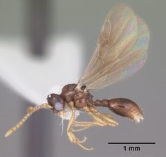 Myrmecina americana casent0104121 profile 2 by April Nobile. Used under a CC BY 4.0 license.