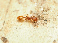 Temnothorax ambiguus 196146082 by Katja Schulz. Used under a CC BY 4.0 license.
