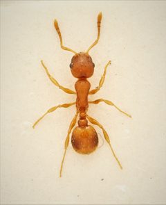 Temnothorax ambiguus 271942905 by Nick Bédard. Used under a CC0 license.