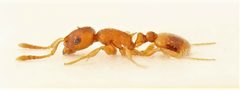 Temnothorax ambiguus 271942938 by Nick Bédard. Used under a CC0 license.