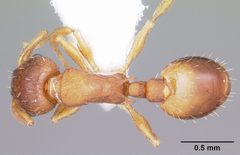 Temnothorax ambiguus casent0104803 dorsal 1 by April Nobile. Used under a CC BY 4.0 license.